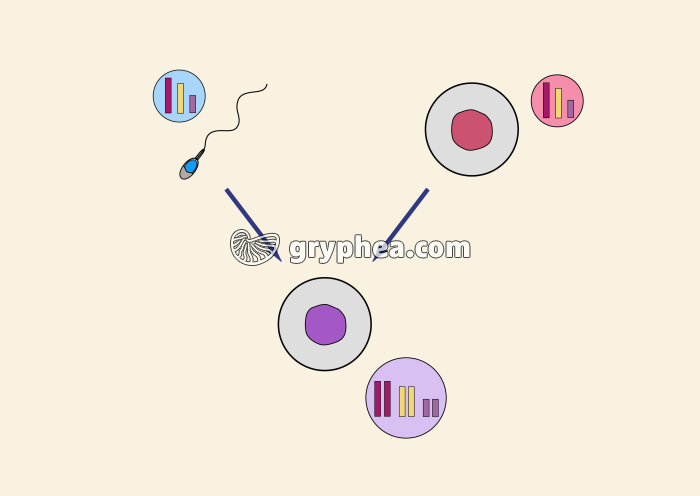 Bilan de la fécondation - schéma muet - infographie. - gryphea.org
